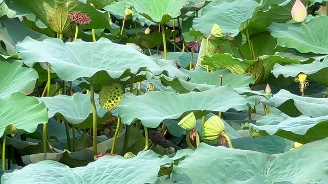 Lotus plants of indian lotus in a pond in monsoon. they grow so fast in pond in water. also known india's national flower"lotus"	