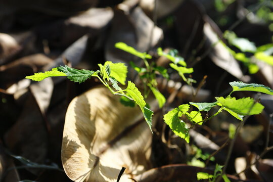 Fresh Green Leaves Grow Among Dry Fallen Leaves.