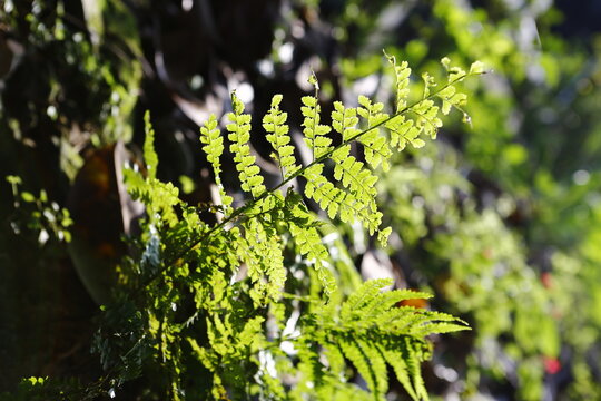 Green Fern Fronds Glow in Forest Sunlight.