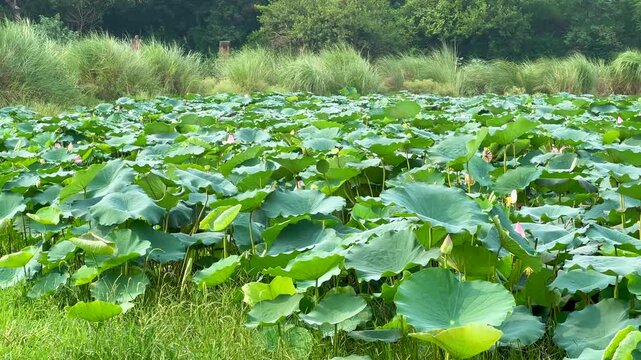 Lotus plants of indian lotus in a pond in monsoon. they grow so fast in pond in water. also known india's national flower"lotus"	