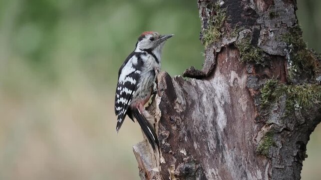 Buntspecht am Baumstamm (Dendrocopos major)