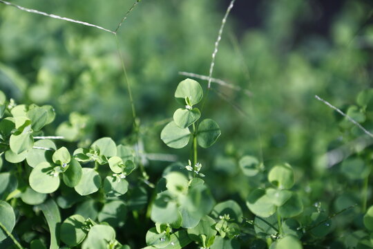 Green Groundcover Plants Grow in Soft Sunlight.