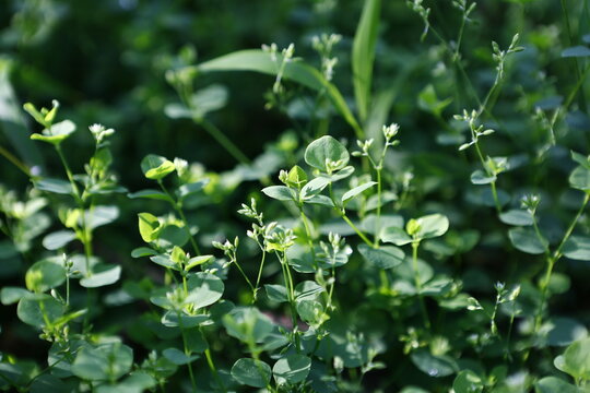 Green Wild Herbs Grow in Soft Sunlight.