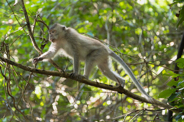 Long-tailed macaque (Macaca fascicularis) balancing on a tree branch in lush jungle, Côn Đảo Island, Vietnam. Wild tropical wildlife photography. © PIOTR
