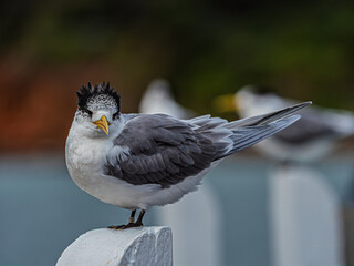 Obraz premium Greater Crested Tern In The Wind
