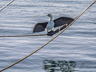 Obraz premium Pied Cormorant On Rope Wings Spread Wide Shot