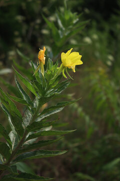 Evening primrose io bloom with yellow flowers in the italian countryside. Oenothera biennis