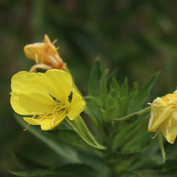 Evening primrose io bloom with yellow flowers in the italian countryside. Oenothera biennis