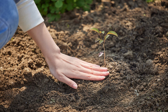Hand planting young sapling in soil outdoors