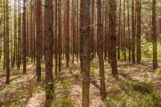 Dense pine forest with tall straight tree trunks and dappled sunlight on the ground