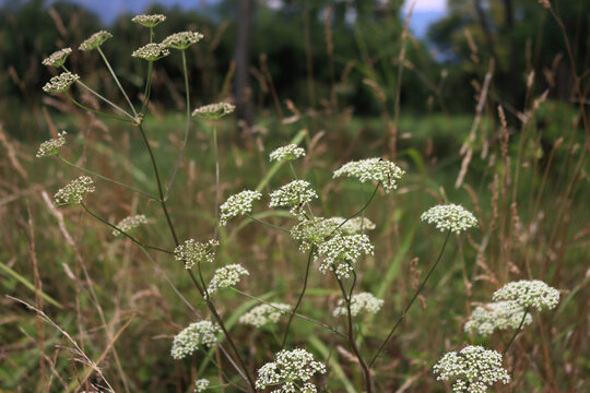 White flowers of caraway plants in the meadow in the italian countryside on summer. Carum carvi