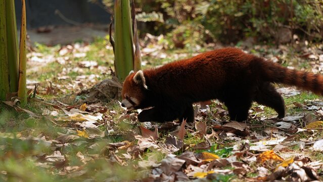 silhouette of red panda walking on the ground under the afternoon light, side portrait of red panda