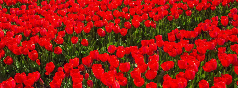 High angle view of red tulip rows, seamless spring field texture background with copy space