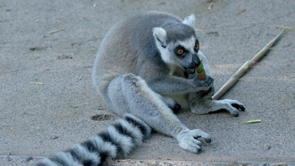 Obraz premium Ring-Tailed Lemur Sitting on Ground and Chewing on a Bamboo Stick