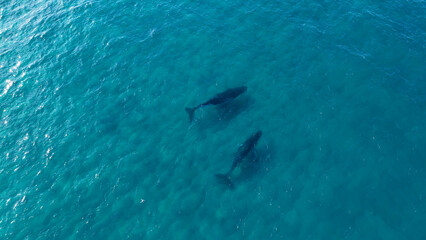 Naklejka premium Aerial View of Two Humpback Whales Swimming in Clear Turquoise Ocean