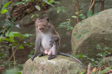endemic Con Son long-tailed macaque (Macaca fascicularis condorensis) sitting on a boulder in the lush tropical forest of Côn Đảo Island, Vietnam. © PIOTR