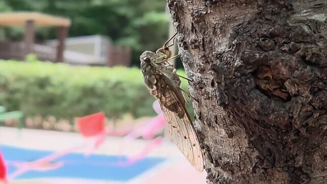 A video of a cicada clinging to a tree along a waterfront walking trail.