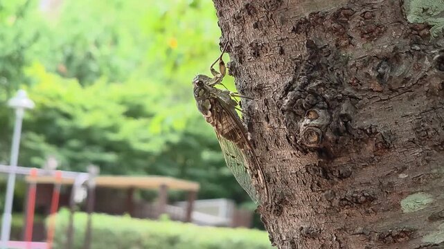 A video of a cicada clinging to a tree along a waterfront walking trail.