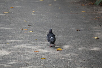 An image of a pigeon looking for food by the stream along a waterfront walking trail. © TS