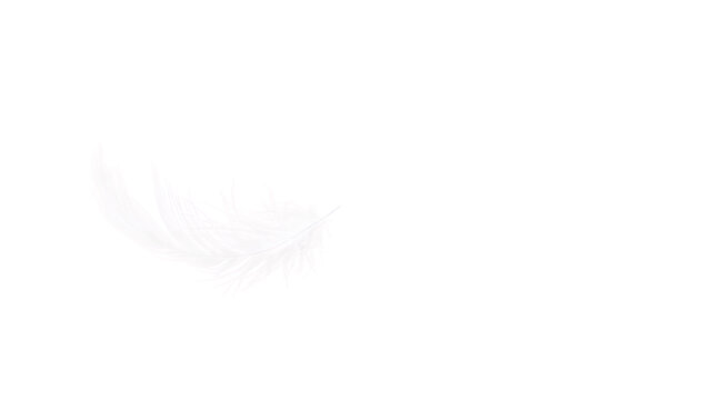 A soft white feather with a slight pink tint floating against a black background, showing its delicate structure and graceful, curved shape