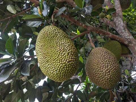 jack fruits on the tree