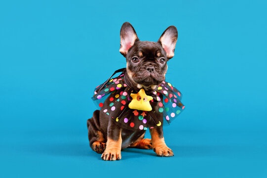 Cure orange tan French Bulldog dog puppy with funny collar with dots in front of blue studio background