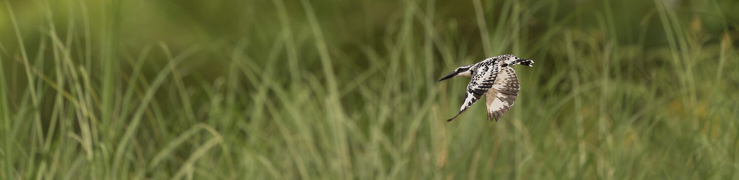 Pied Kingfisher (Ceryle rudis) hovering in flight over tall grassy wetland habitat in Cat Tien National Park, Vietnam. Action wildlife photography.