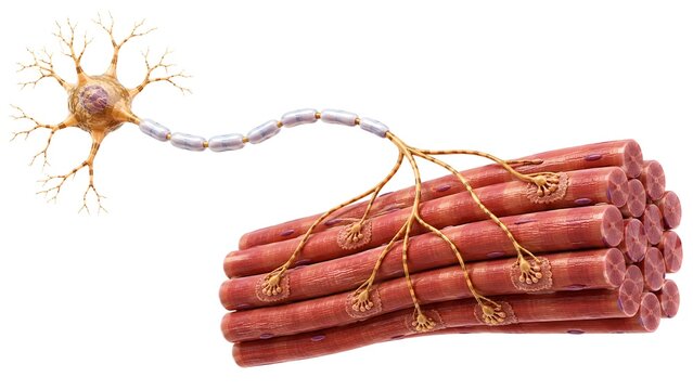 Motor Unit Anatomy with Motor Neuron and Skeletal Muscle Fibers, 3D Medical Illustration