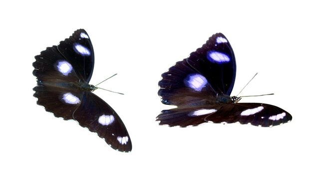 Two Hypolimnas bolina butterflies isolated on transparant background