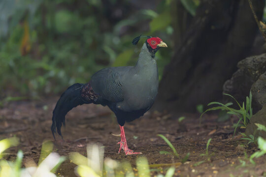 male Siamese fireback (Lophura diardi) stands on the forest floor in Cat Tien, displaying smooth grey plumage, red legs, a distinctive black crest, and bright red facial skin.