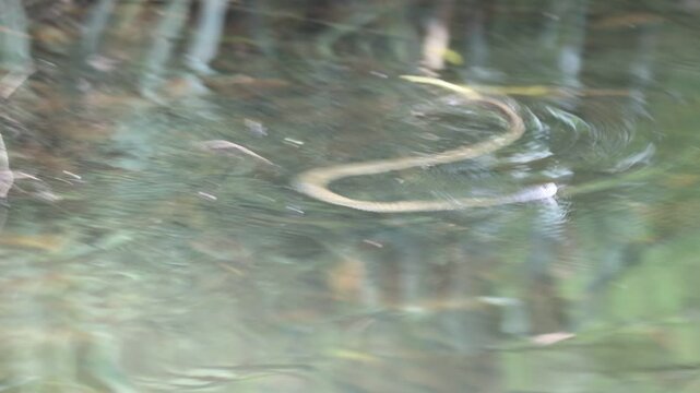Freshwater Keelback Snake! swimming around during breeding season