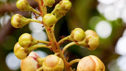 Obraz premium Macro View of Weaver Ants Crawling on Cannonball Tree Flower Buds
