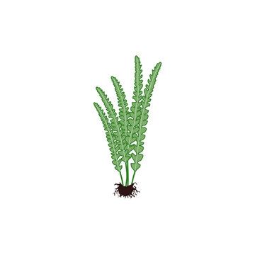Green sword fern plant with lobed fronds and roots vector illustration isolated on white background
