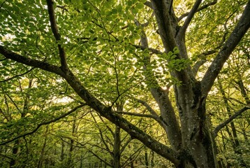 Fototapeta premium Majestic tree canopy sunlight filtering through green leaves forest outdoors