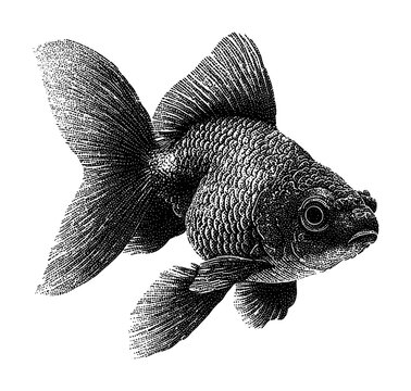 PNG Vintage engraved goldfish illustration in detailed black ink