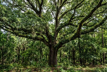 Fototapeta premium Majestic ancient oak tree with sprawling branches in lush forest setting