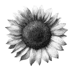 Obraz premium PNG Vintage sunflower illustration with detailed black ink engraving