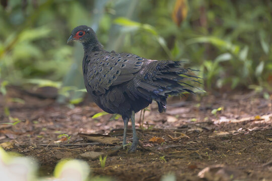 Germain's Peacock-Pheasant (Polyplectron germaini) standing on the forest floor in Cat Tien National Park, Vietnam. Rare tropical wildlife stock photo.