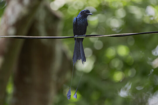 Greater Racket-tailed Drongo (Dicrurus paradiseus) perched on a wire against a lush green forest background in Cat Tien National Park, Vietnam. Exotic nature stock photo.