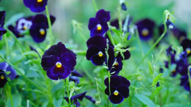 Numerous beautiful dark purple pansy flowers with yellow centers gently swaying in light breeze creating serene natural background with shallow depth of field. Dark purple pansy flowers gently swaying