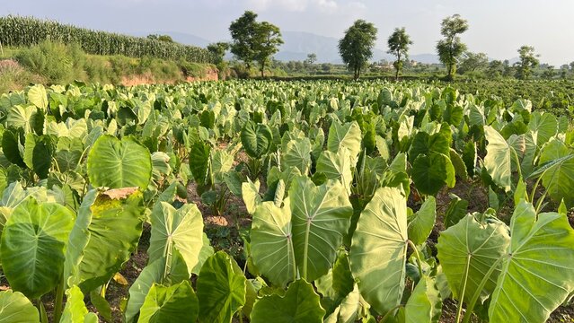 Lush green taro field under a clear sky, showcasing agricultural abundance and natural growth.