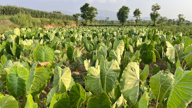 Lush green taro plants growing in a sunlit agricultural field with rolling hills in the background.