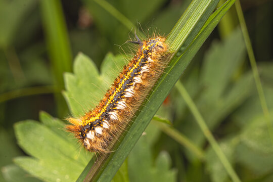Macro - Behaarte Raupe einer Grasglucke