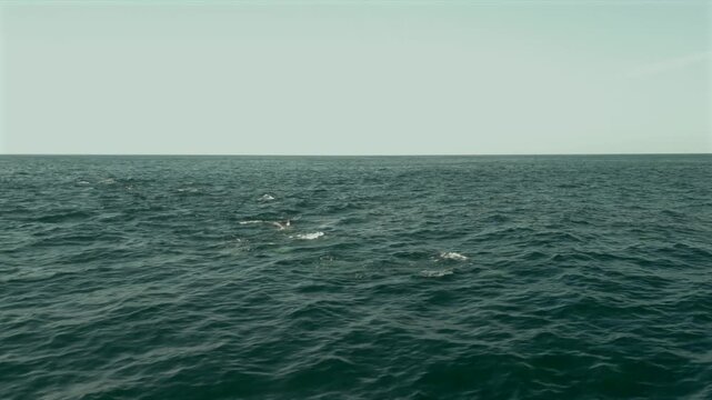 Low-altitude drone footage of common dolphins repeatedly leaping from the water while actively hunting during the annual Sardine Run off South Africa's Wild Coast. 