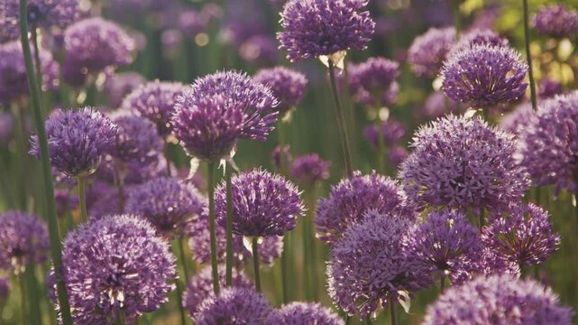 Close-up 4K video of blooming ornamental alliums (Allium giganteum) with vibrant purple spherical flower heads swaying gently in a summer garden. Selective focus.