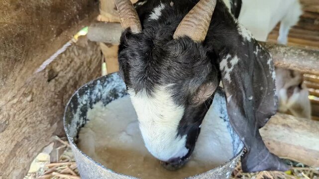 domestic goat feeding on organic liquid mash inside a farm pen