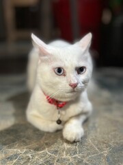 Portrait of an alert white domestic cat with blue eyes wearing a red collar portrait domestic whiskers adorable © XUB 