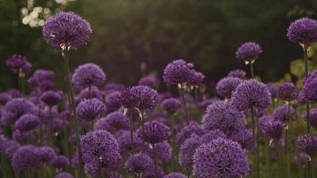 Close-up 4K video of blooming ornamental alliums (Allium giganteum) with vibrant purple spherical flower heads swaying gently in a summer garden. Selective focus.