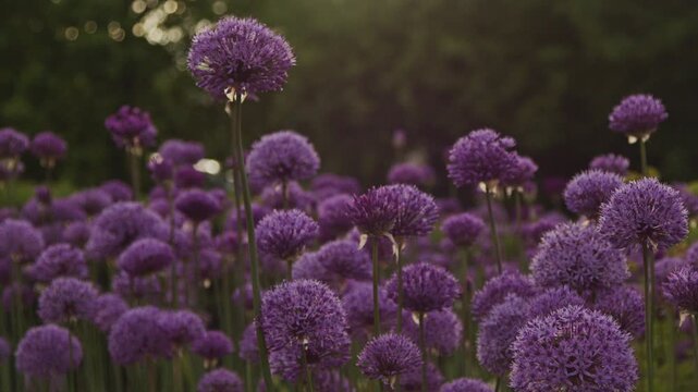 Close-up 4K video of blooming ornamental alliums (Allium giganteum) with vibrant purple spherical flower heads swaying gently in a summer garden. Selective focus.