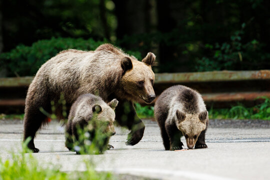 Arges, Romania - 8 6 2026: Brown bear waiting for food from tourists on Transfagarasan mountain road, Romania